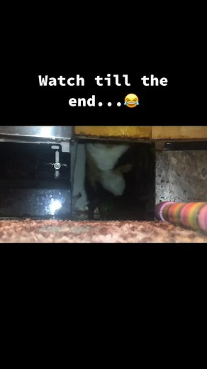 Curious Cat Explores Narrow Spaces at Home