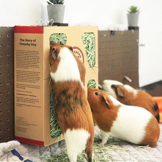 Timothy Hay for Guinea Pigs - The Best Hay for Guinea Pigs - GuineaDad