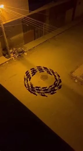 The Anomaly Files on Instagram‎: "I’ve never seen animals behave like this. Is it a ritual or a warning? Watch until the end. 😨 هل هذه طقوس غريبة أم خلل في الواقع؟ المشهد مرعب! #glitchinthematrix #paranormal #mystery #unexplained #scary #creepy #caughtoncamera #رعب #غموض #غرائب"‎