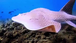 27K views · 1.2K reactions | Look at this beauty of nature  It’s a...