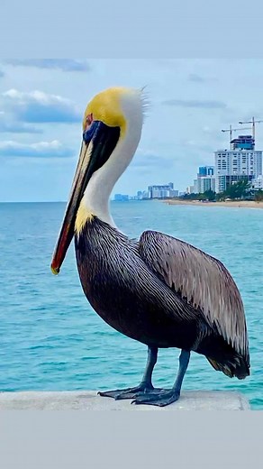 The Adventures of Pompano Pete (Pelican) and notice his webbed feet here in paradise. By Lily St. Auben. Follow us Pompano Beach, Fl. Official LLC. Suggested GROUPS Pompano Beach, Fl & Palm Aire LGBTQ Community | Pompano Beach, Fl. Official