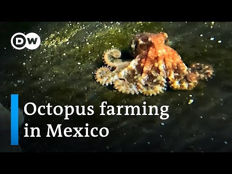 Is octopus farming sustainable? | Global Ideas