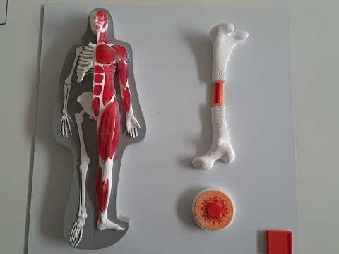 TaTaBooks – Az emberi test – 2. tábla – Izomzat és csontváz – Tananyag