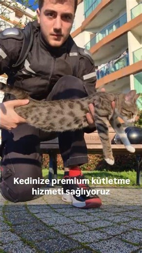 kedi kütletmecisi