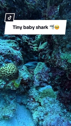 This tiny baby shark brought me so much joy!! I hope it grows up big & strong. I went to Fuvahmulah for larger sharks but this teeny was a pleasant highlight. 🥺🦈 @Scuba Expeditions #babyshark #whitetipreefshark #savesharks #ocean #maldives