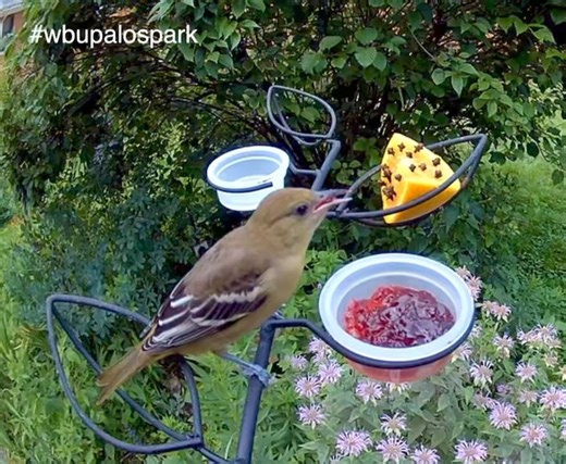 2.1M views · 11K reactions | Wasp troubles at your  jelly? Try cloves studded in an orange wedge! Wasps have a strong sense of smell and dislike peppermint, spearmint, basil, eucalyptus, cloves, geranium, thyme, citronella, bay leaves, and lemongrass. They are also repelled by vinegar, cinnamon, coffee grounds, and sliced cucumber. #naturelover #wbupalospark #feedthebirds #baltimoreoriolebird | Wild Birds Unlimited | Facebook