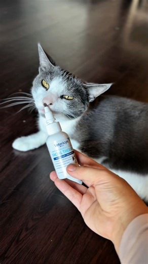 62K views · 476 reactions | Meet Raisa's new go-to for feline facial care! 﫧 Vetericyn Plus® Antimicrobial Feline Facial Therapy helps soothe ears, scratches, and facial irritations while preventing infection. Gentle, safe if licked, and steroid- and antibiotic-free. | Vetericyn | Facebook