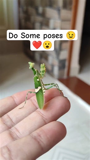 Mantis On My Hand #mantis