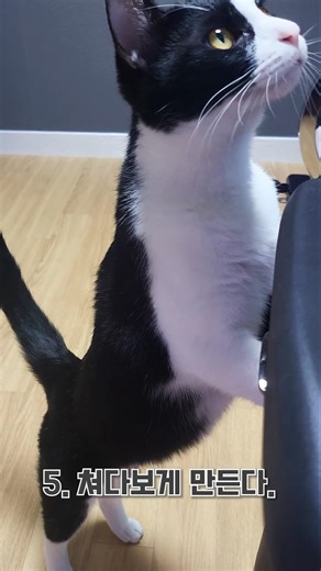 집사가 무시할 때 고양이 반응