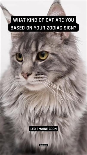 What Kind of Cat Are You Based on Your Zodiac Sign? Leo | Maine Coon