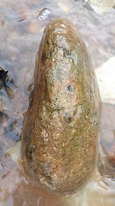 1.7K views · 4 comments | Hunting for gemstones. #gemstone #agate #jade #diamond #rockhounding | Jonnaidi Jhon Diamond | Facebook