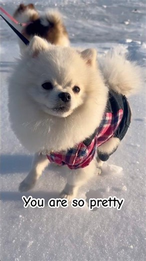 Cookie and Candie think you’re pretty 🐶💕