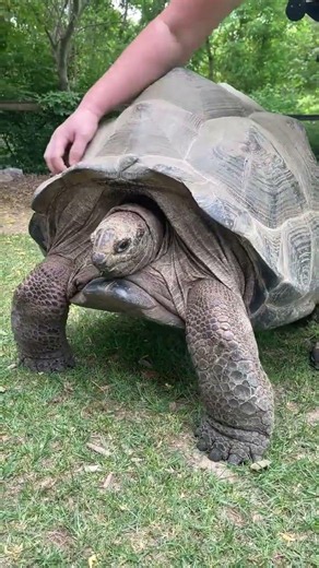This Aldabra giant tortoise loves a good shell scratch 🐢 😃
