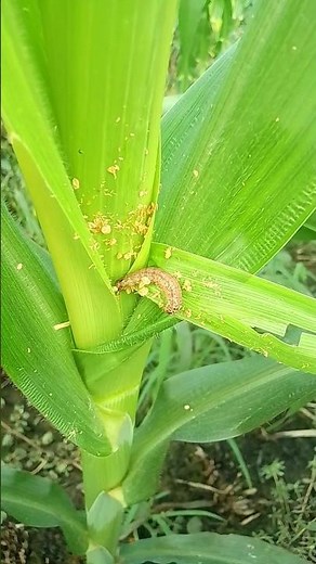Watch out for this! 🐛 Corn crop under attack by Fall Armyworm