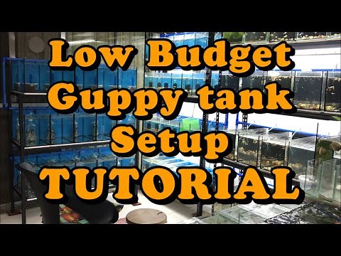 How to setup Guppy Tanks Aquarium in a Simple way and With Low Budget by GuppyMNL