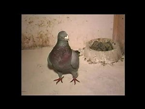 Kralupy TV: František Leifr a jeho chov holubů (28. 7. 2001)