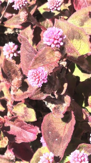 Persicaria capitata, commonly known as pink knotweed or pink-head smartweed. #nature #flowers