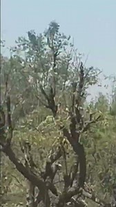 mai banjara#new#trending #song#shorts