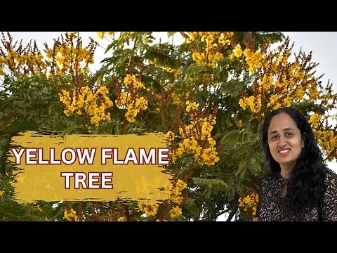 YELLOW FLAME TREE | COPPERPOD | Peltophorum pterocarpum - Beautiful avenue trees in Bangalore #tree