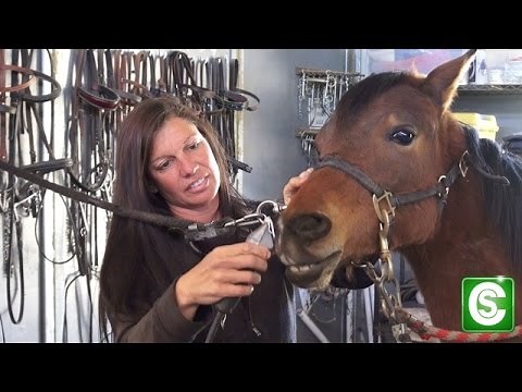 How to Become a Horse Trainer