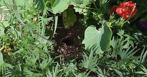 Help Our Native Bees by Providing Food, Water and Shelter.