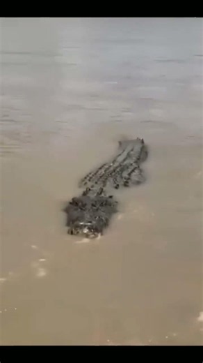 COCODRILO EN LA LAGUNA DE ALVARADO