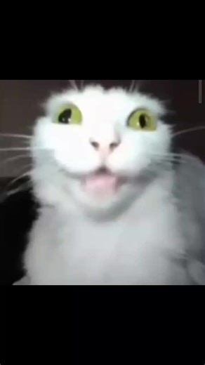 No vendemos código gatito 🗣️ #fortnitememes #paratiiiiiiiiiiiiiiiiiiiiiiiiiiiiiii #gatitostraviesos🙀😹