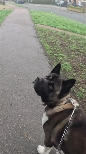 Sunday morning walkies 🐾 #akita #americanakita #bigdog #walkies #fyp