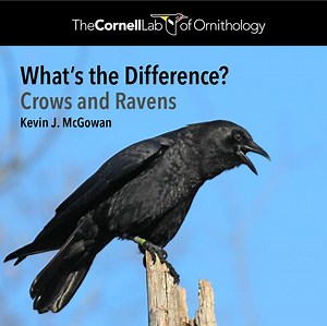 Crow or raven? - Alumni, parents, and friends | Cornell University