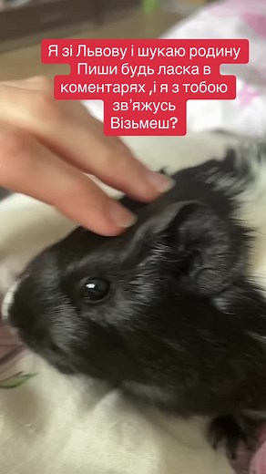 Adorable Black and White Guinea Pig Relaxing