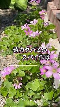 タネを作らない紫カタバミの戦略#植物#雑学#紫カタバミ#plants