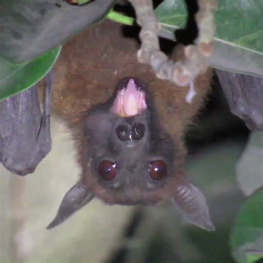 close video of a bat eating fruit 😋 in their natural style 👌 😋world largest mammal
