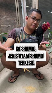 KO SHAMO, JENIS AYAM SHAMO TERKECIL #shamo #koshamo #hewanpeliharaan #ayamhias #peternakmuda #fyp | Aditia Permana