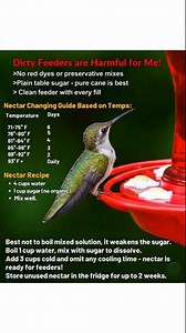 Hummingbird season is here, and the way you feed them matters more than you think. Safe nectar and proper feeders can make the difference between helping these tiny birds thrive or putting them at risk. Materials Needed White granulated sugar (plain, no additives) Clean water Saucepan or kettle Measuring cup Clean hummingbird feeder Alternative: pre-made hummingbird nectar with no dyes or artificial ingredients Step-by-Step Method Mix 1 part white sugar with 4 parts water. Heat the water until w