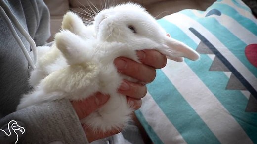 418K views · 2.6K reactions | It's not as cute as it looks | The Dodo | Facebook