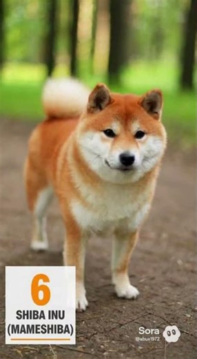 日本で一番人気の犬は？🐶最新ランキング