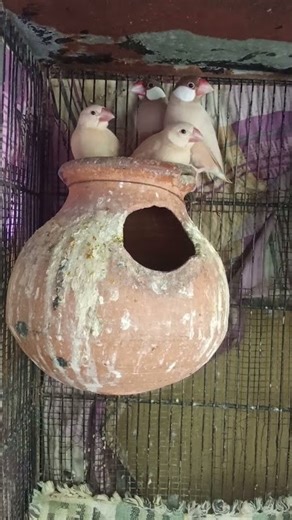 Fawn Java pair with three Chicks