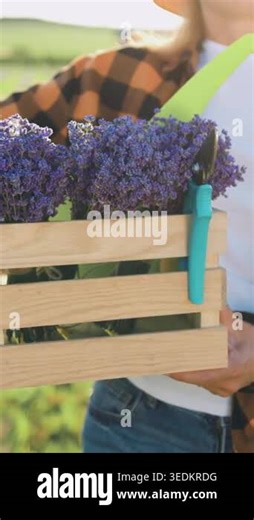 Close up. Farmer woman wearing a shirt holding wooden box with fresh lavender flower herbs on green plantation in sunlight. Small family business concept. Slow motion Stock Video Footage - Alamy