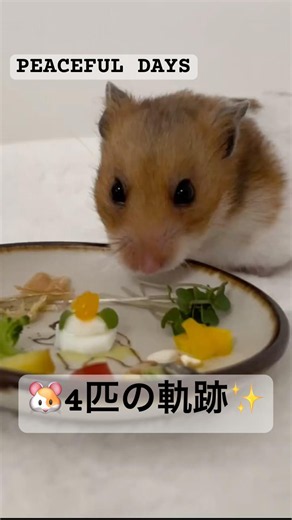 【‪🐹4匹の軌跡✨️】ぴぃす・そら・くう・もも 仲良し家族♡ #ハムスター #ハムスターのいる暮らし #hamster