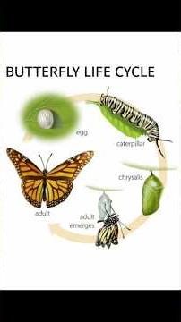 汉字🦋 From SIMPLE to COMPLEX Chinese Characters? #howtowritechinese #chinesewriting #chineselanguage