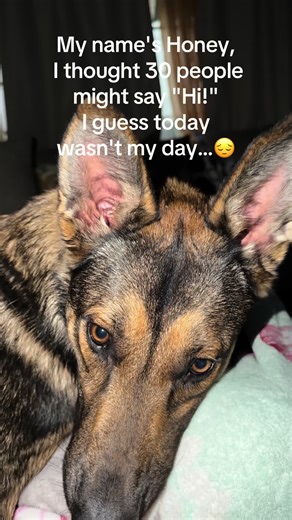 Meet Honey: The Adorable Dog Looking for Friends