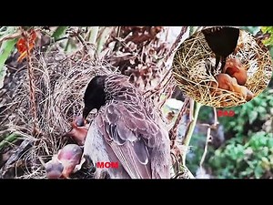 DAD Breaks Open EGG & MOM PUSHED OUT Immature baby Came Out | Full video 2