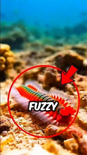 The Fireworm: Ocean Creature That Burns Instantly 🔥