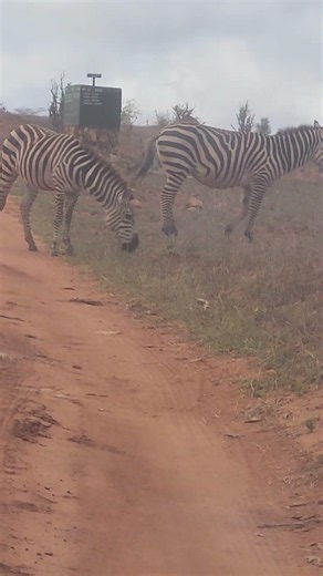 The zebras on the road sides are really beautiful