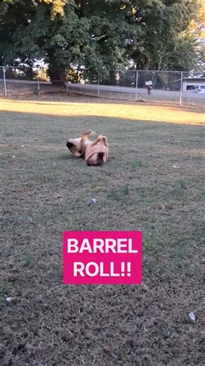 Squirrel 🐿 no, but! Barrel roll YES! WOO HOO!