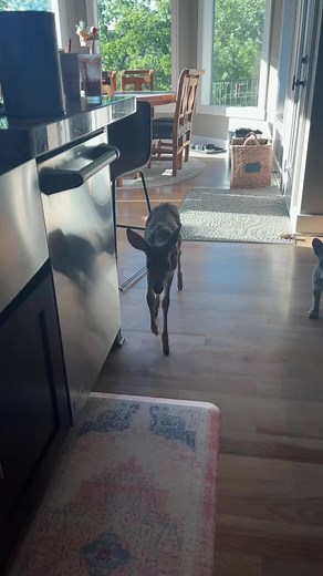 Young Deer Enjoys Feeding in a Cozy Kitchen Setting