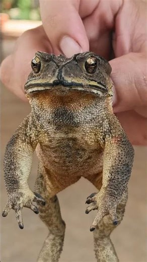 Original sound from the toad! #toad #animals #reels #relaxing #riral #wildlife