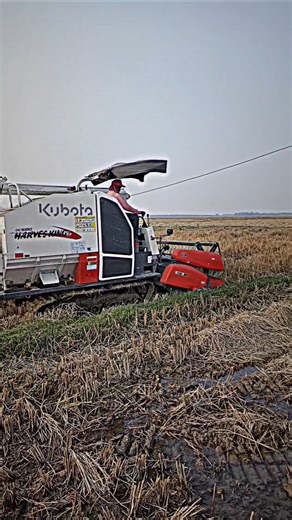 harvasting cutting ✂️#new #viral #reels #trending #harvester #village