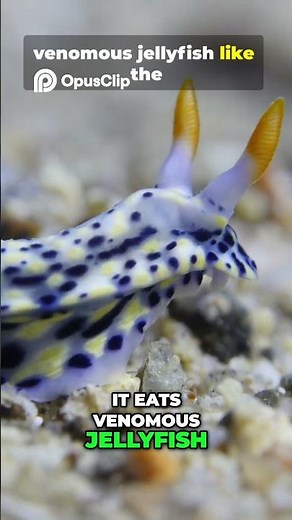 Blue Dragon: The Ocean's Dangerous Beauty!BlueDragon #GlaucusAtlanticus