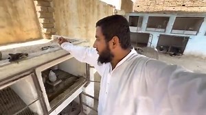 235K views · 5.4K reactions | Big Lizard Attack My Aseel Farm 﫣 Aseel Le Gyi ‼️اصيل علي ابوبكر - Aseel Ali Abu Bakr Aseel Lovers Shahbaz Ali Khandowa | Aseel Nawabi | Facebook